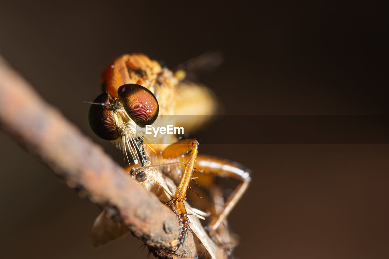 Close-up of insect on plant