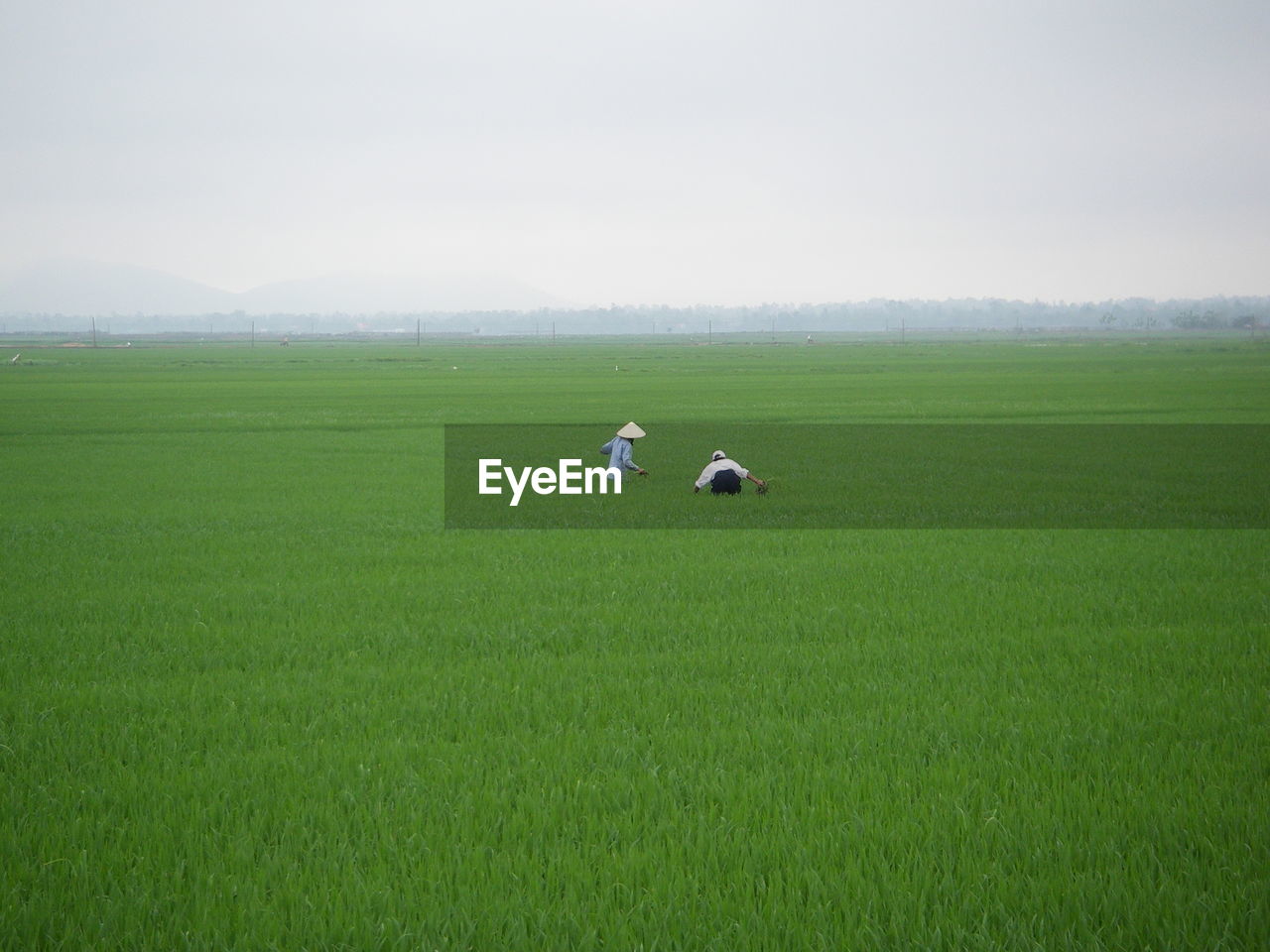 BIRDS PERCHING ON GRASSY FIELD