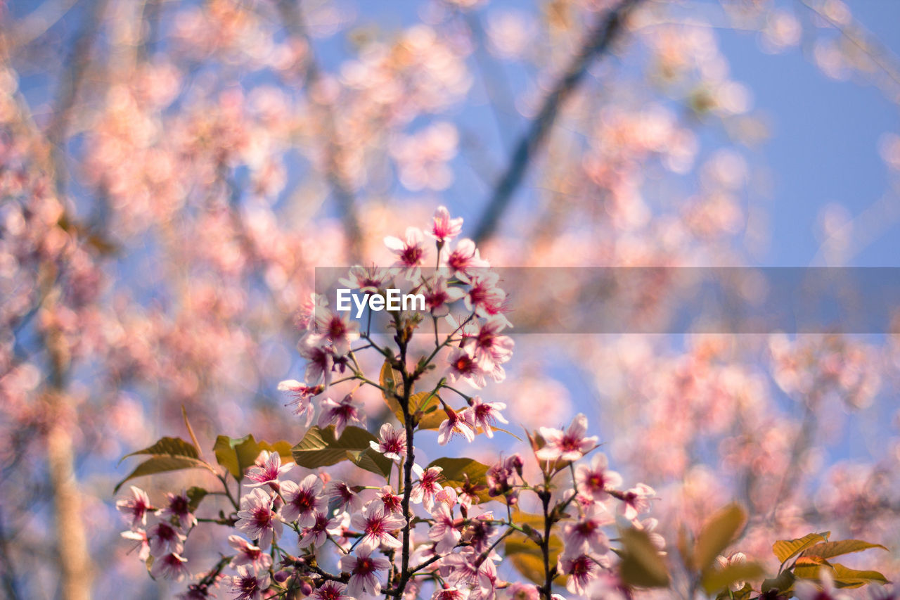  wild himalayan cherry with color is pink in the phu lom lo tourist attraction loei province thailand