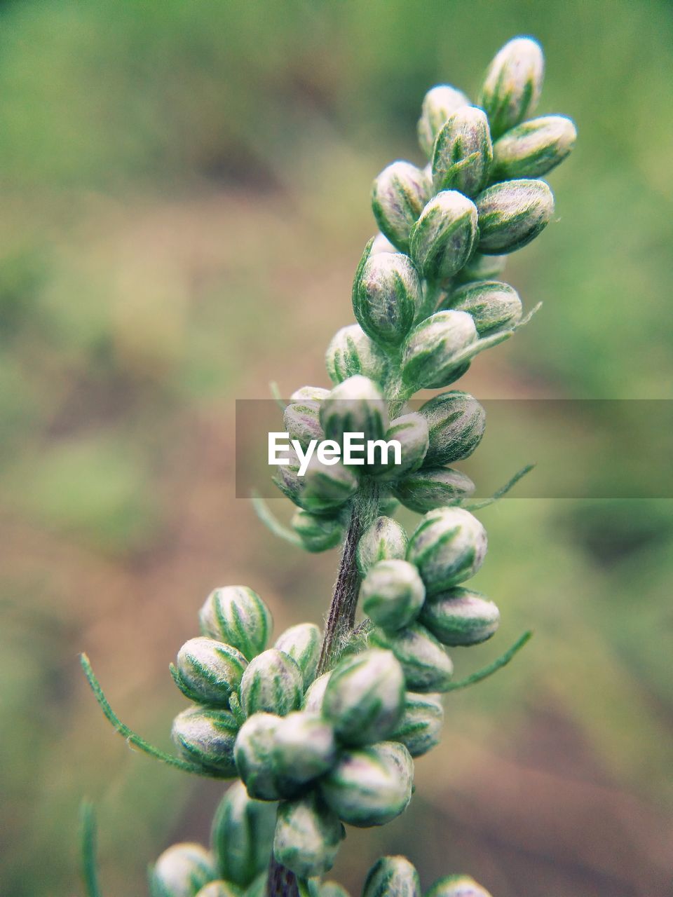 plant, growth, nature, close-up, beauty in nature, flower, focus on foreground, no people, green, food, food and drink, freshness, macro photography, day, outdoors, flowering plant, wildflower, environment, herb, land, agriculture, selective focus, field, shrub, plant part, plant stem, healthy eating, leaf, bud