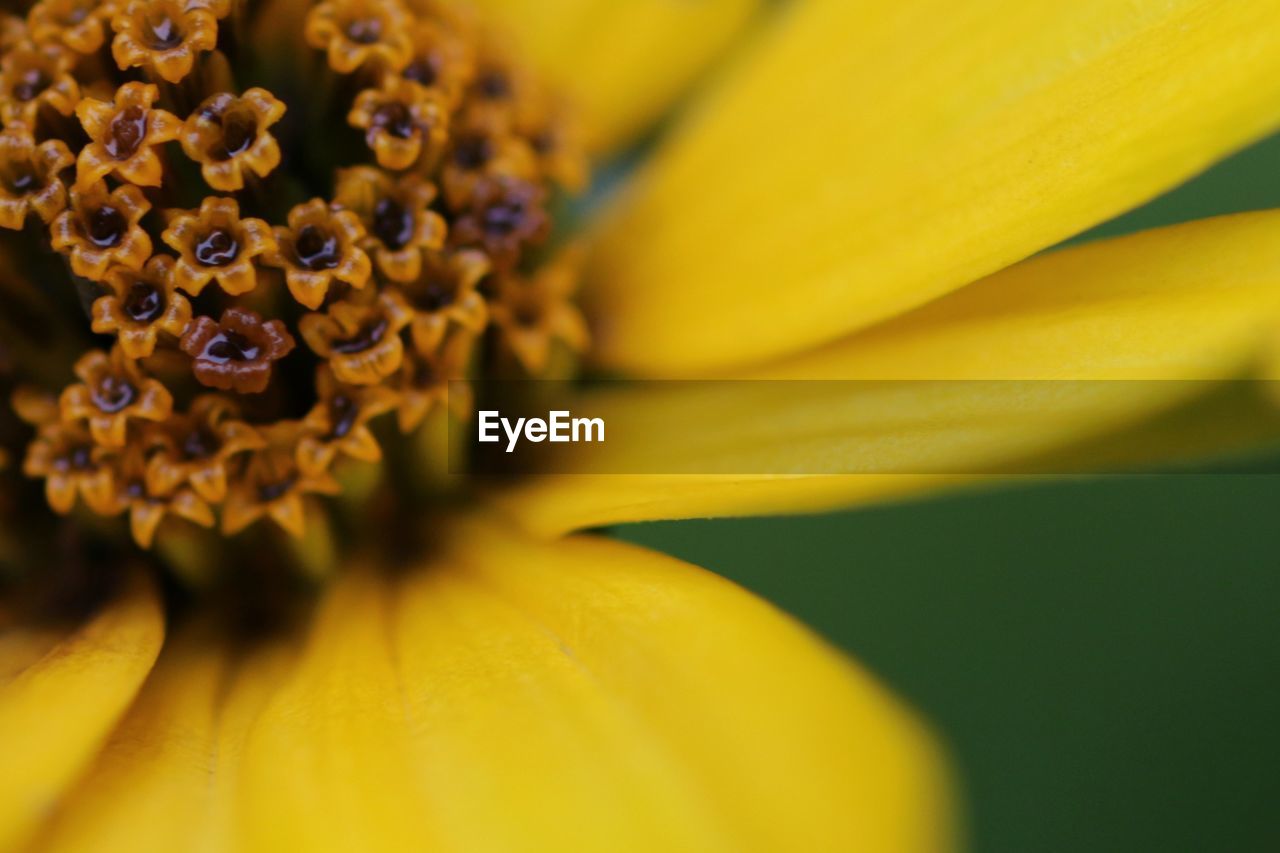 CLOSE-UP OF YELLOW FLOWERS