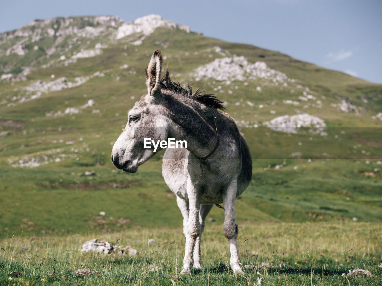 Donkey standing on grassy field