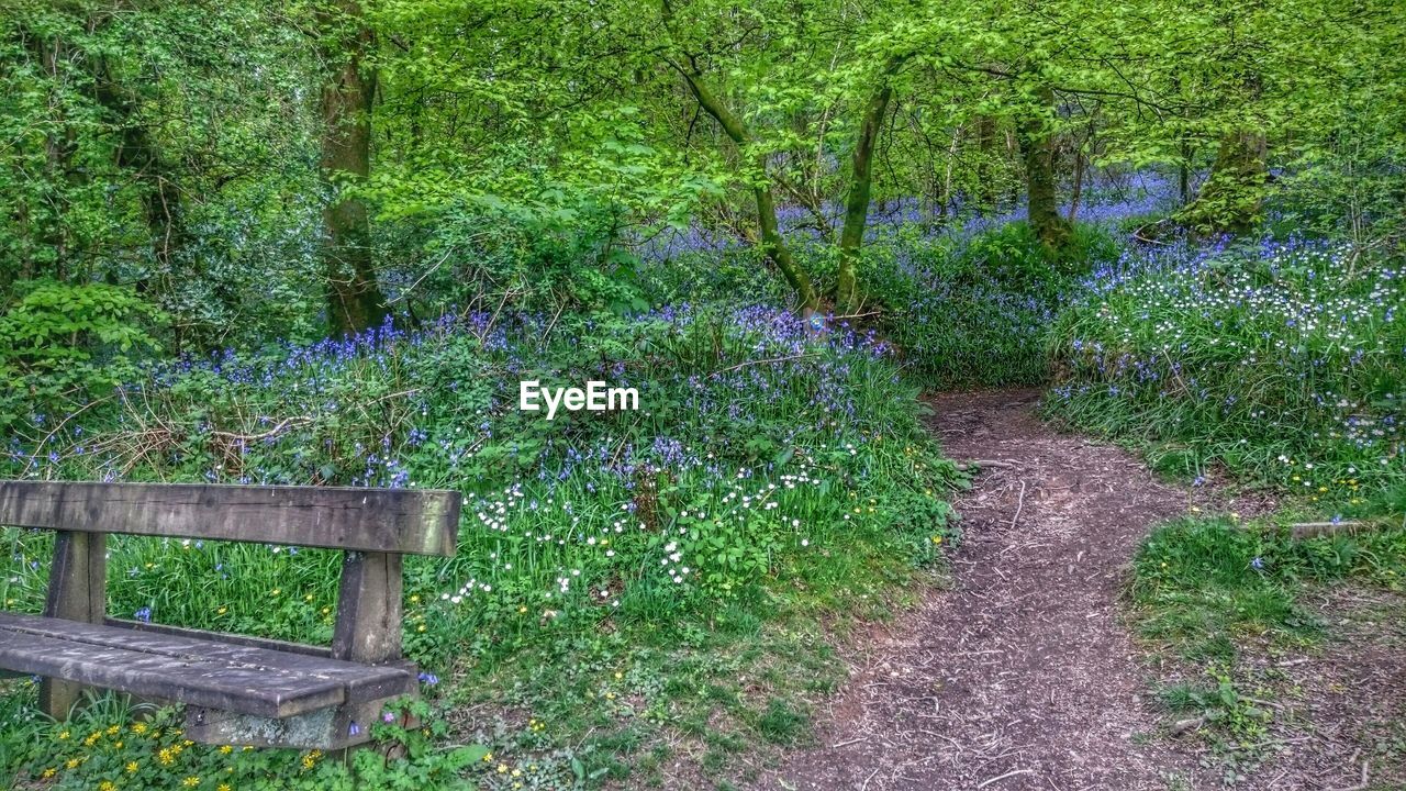 FOOTPATH IN PARK