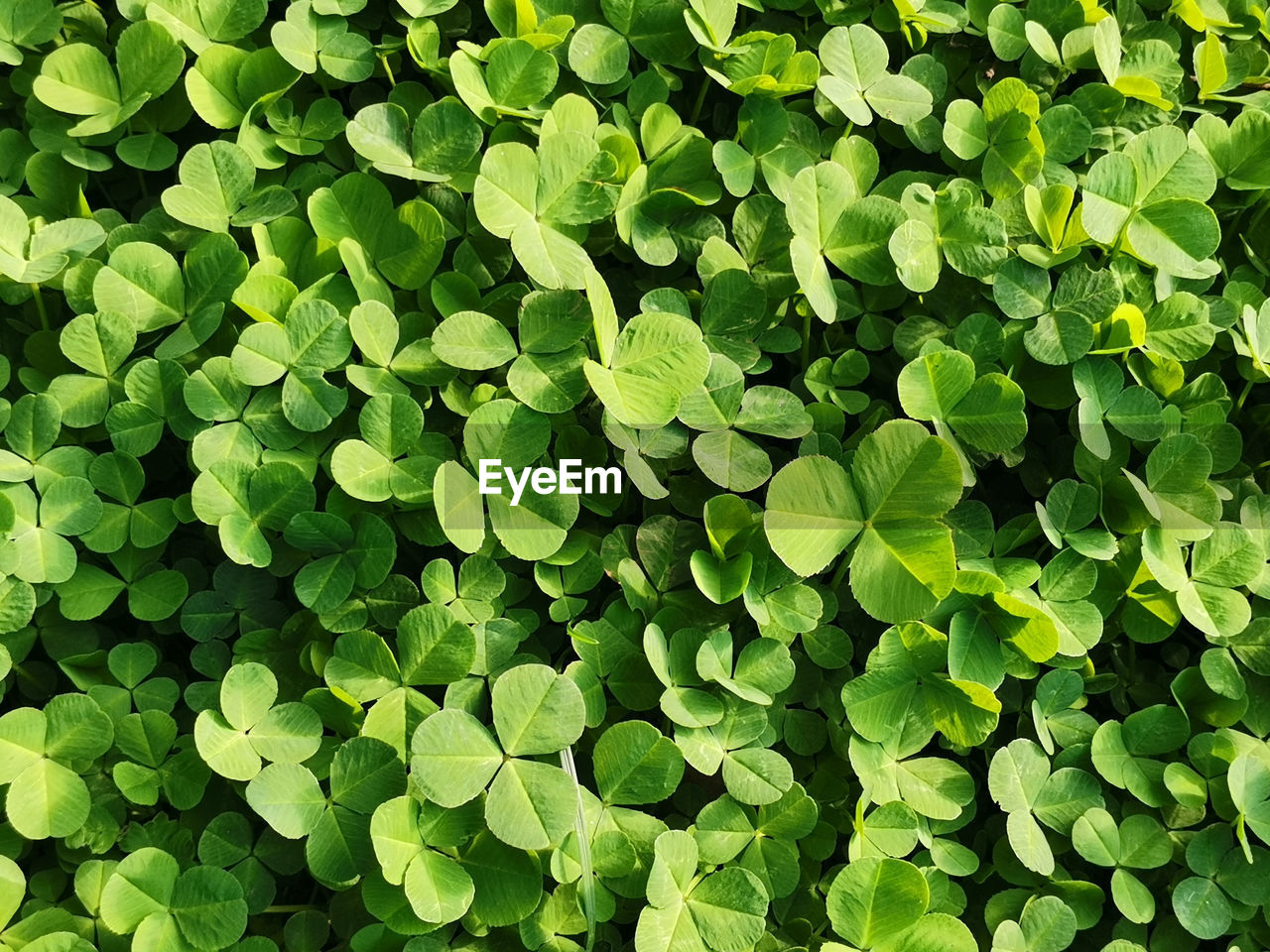 Full frame shot of plants growing on field