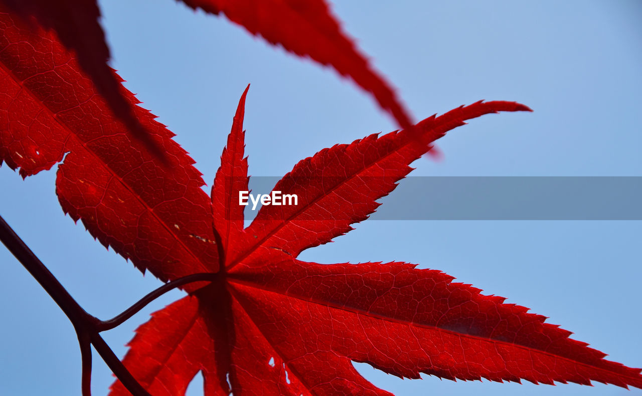 Low angle view of leaves on tree