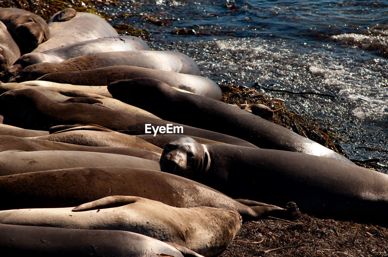 CLOSE-UP OF SEA LION ON BEACH