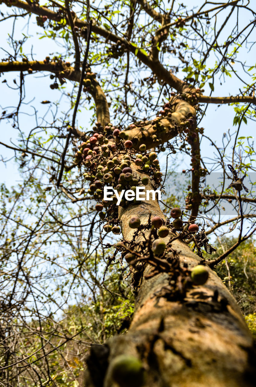 LOW ANGLE VIEW OF TREE IN FOREST