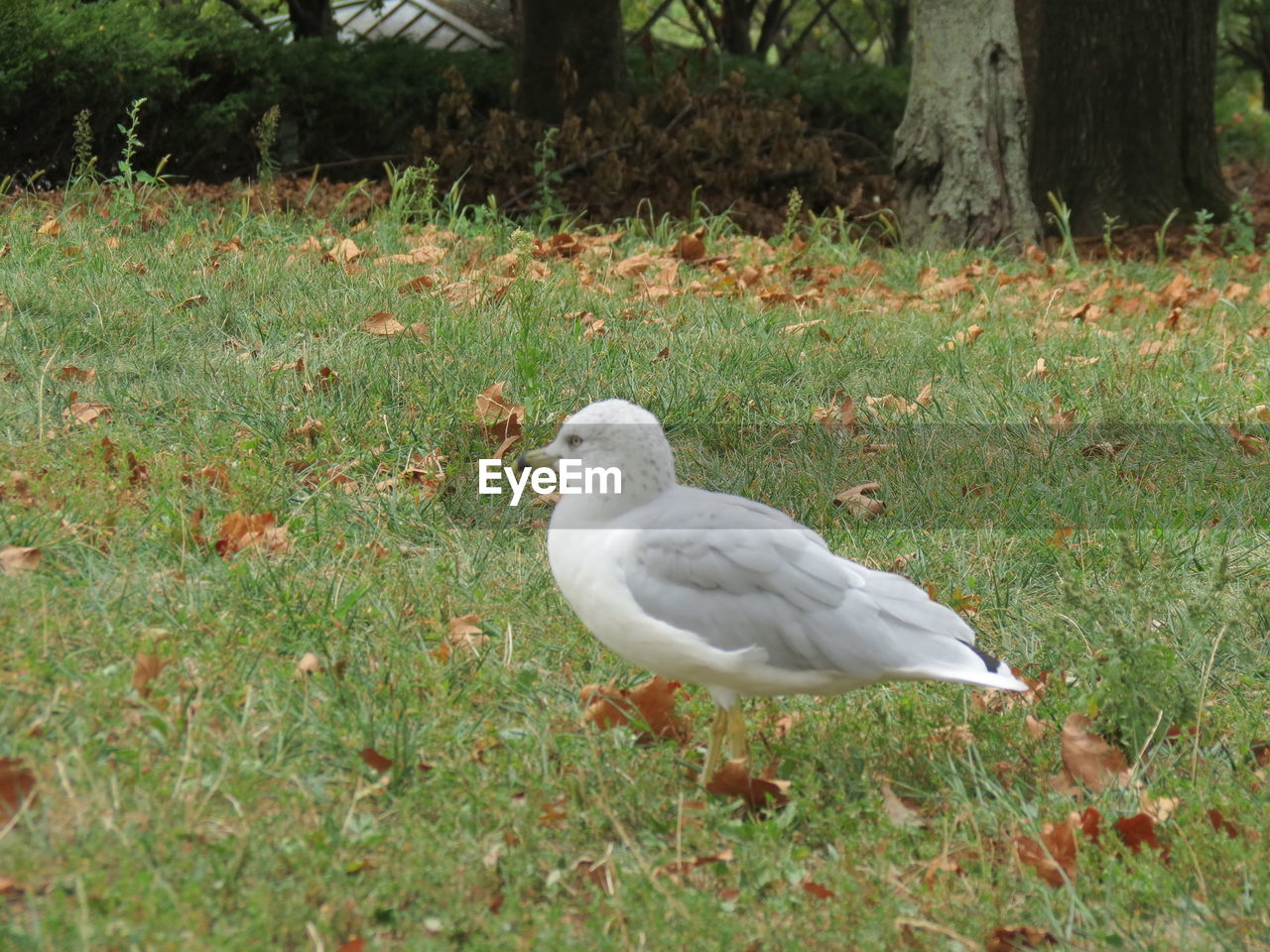 BIRD PERCHING IN GRASS