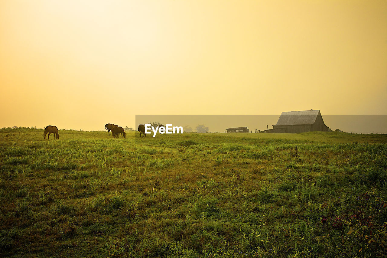 Sun filtered fog on kentucky farm with horses.