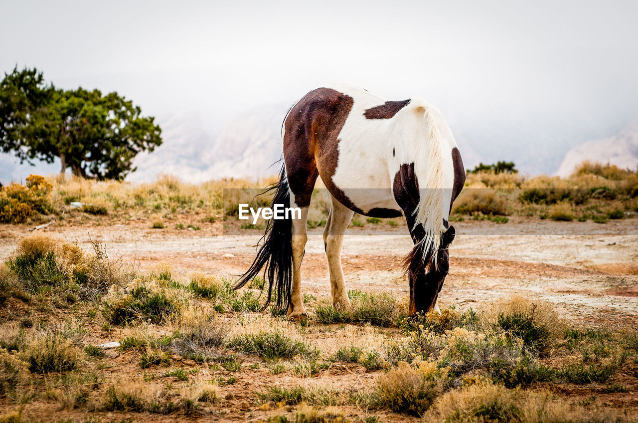 Close-up of horse on field against sky