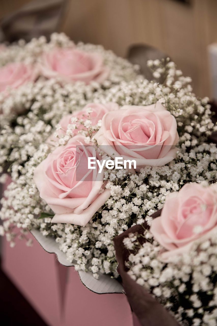 CLOSE-UP OF PINK ROSES