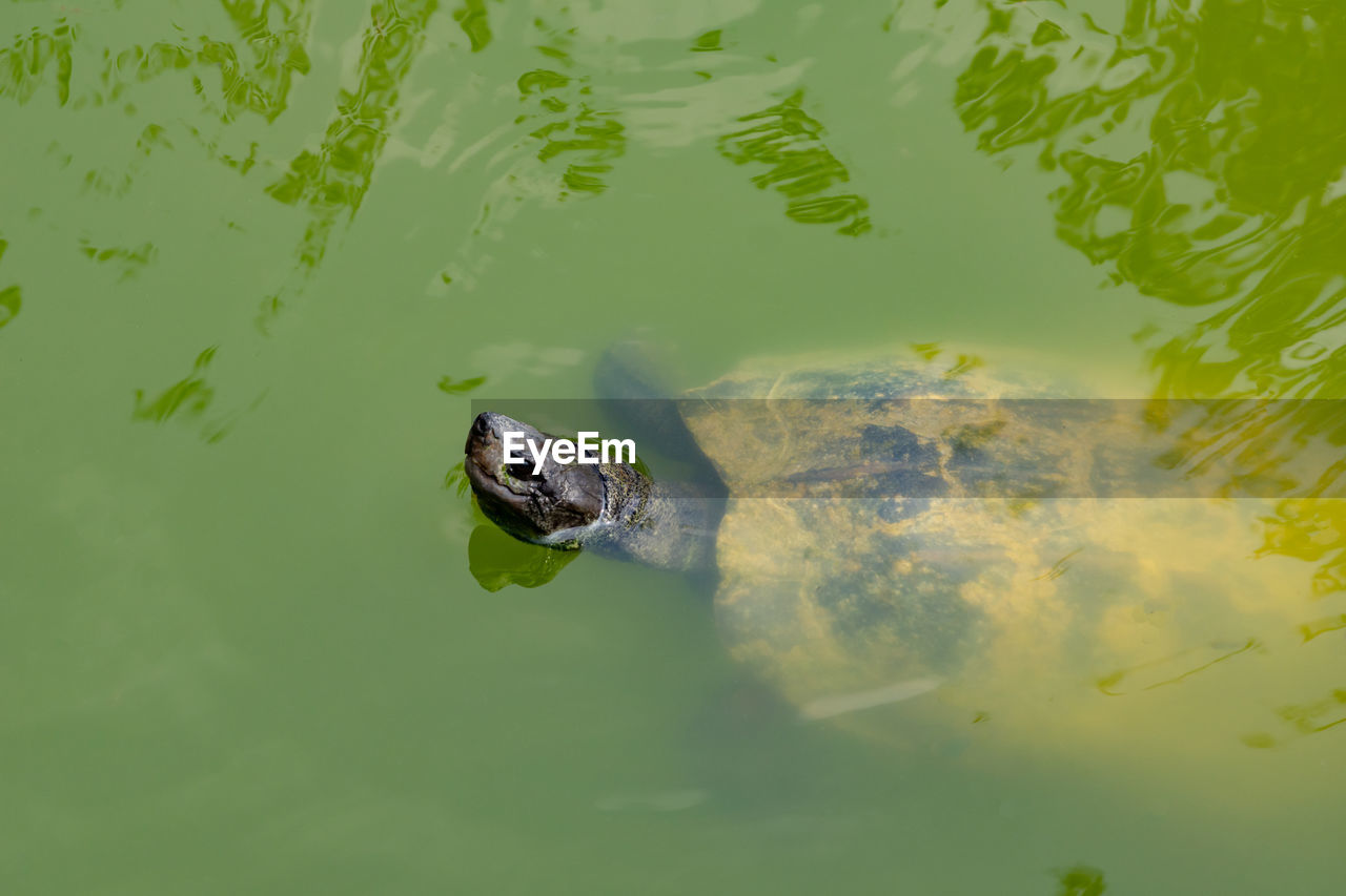 high angle view of turtle swimming in water