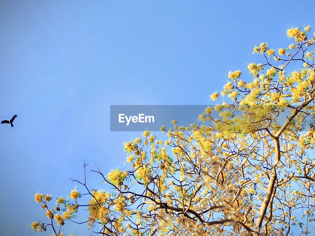 LOW ANGLE VIEW OF TREE AGAINST CLEAR BLUE SKY