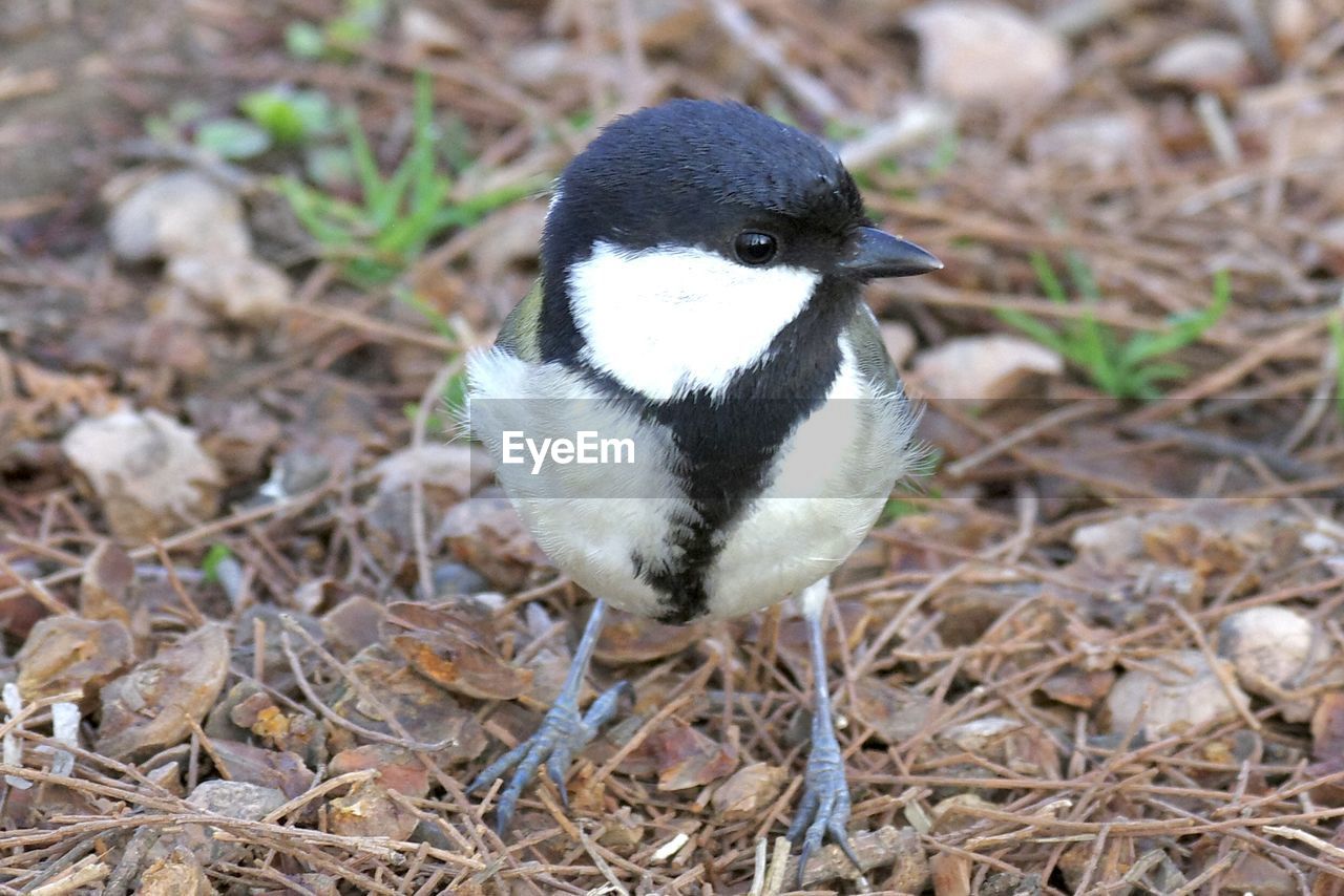 close-up of bird on field