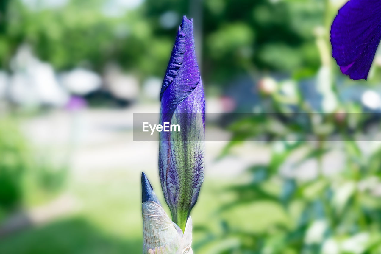 Close-up of purple flower