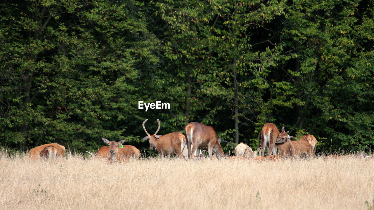 Deers standing in a field