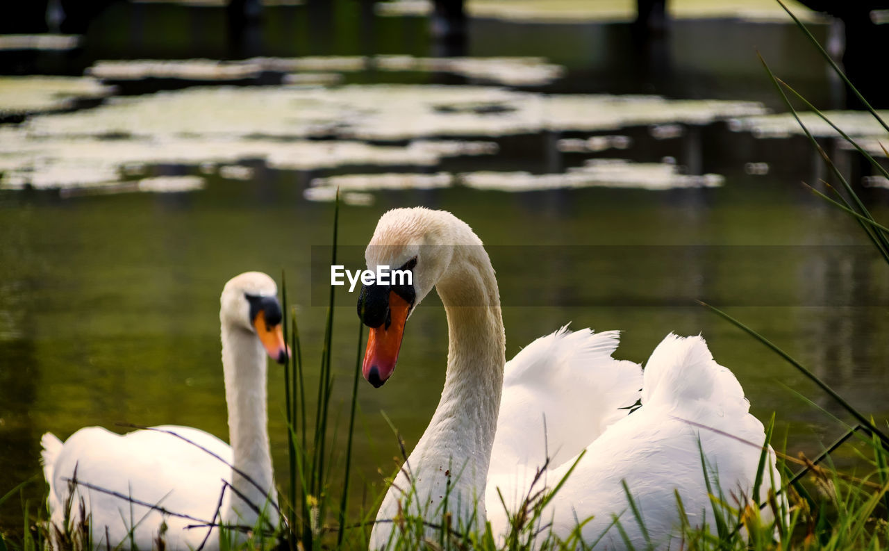 TWO SWANS IN LAKE