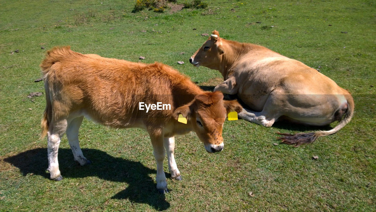 High angle view of cows relaxing on grassy field during sunny day