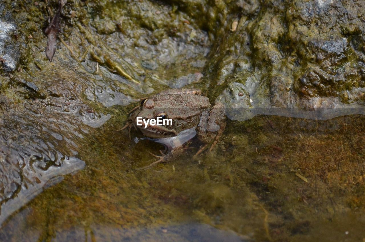 HIGH ANGLE VIEW OF A DUCK IN A SEA