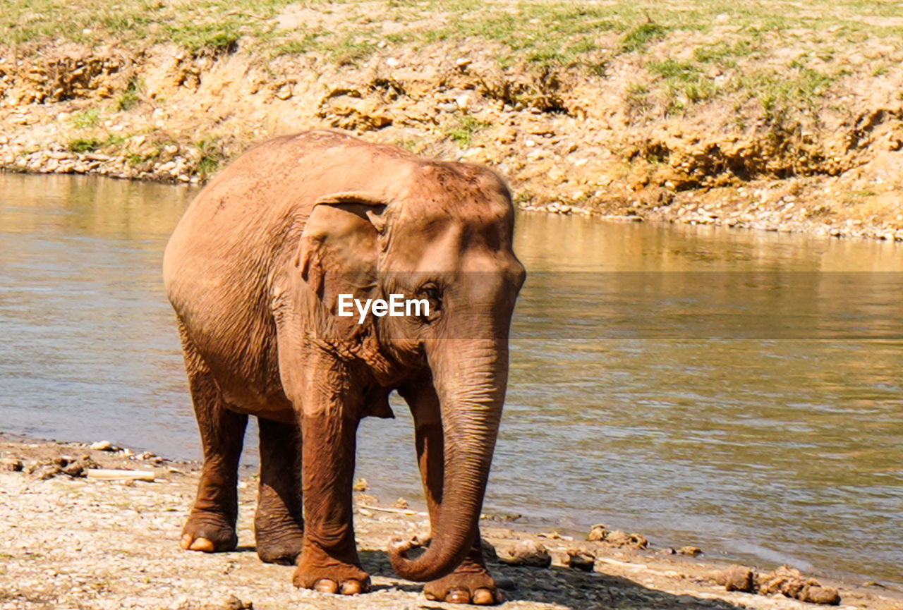 Indian elephant walking alongside river