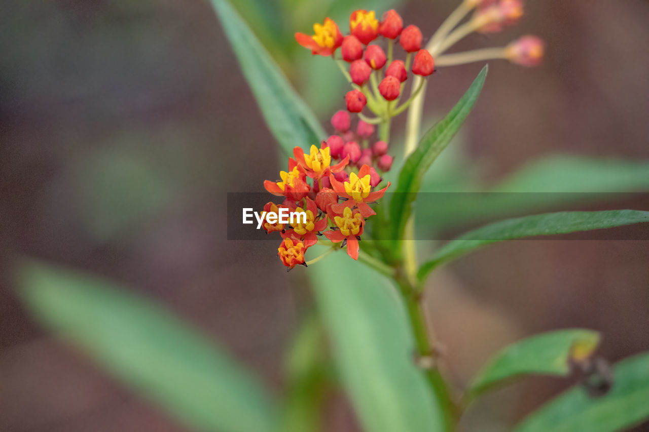 CLOSE-UP OF RED FLOWERING PLANT