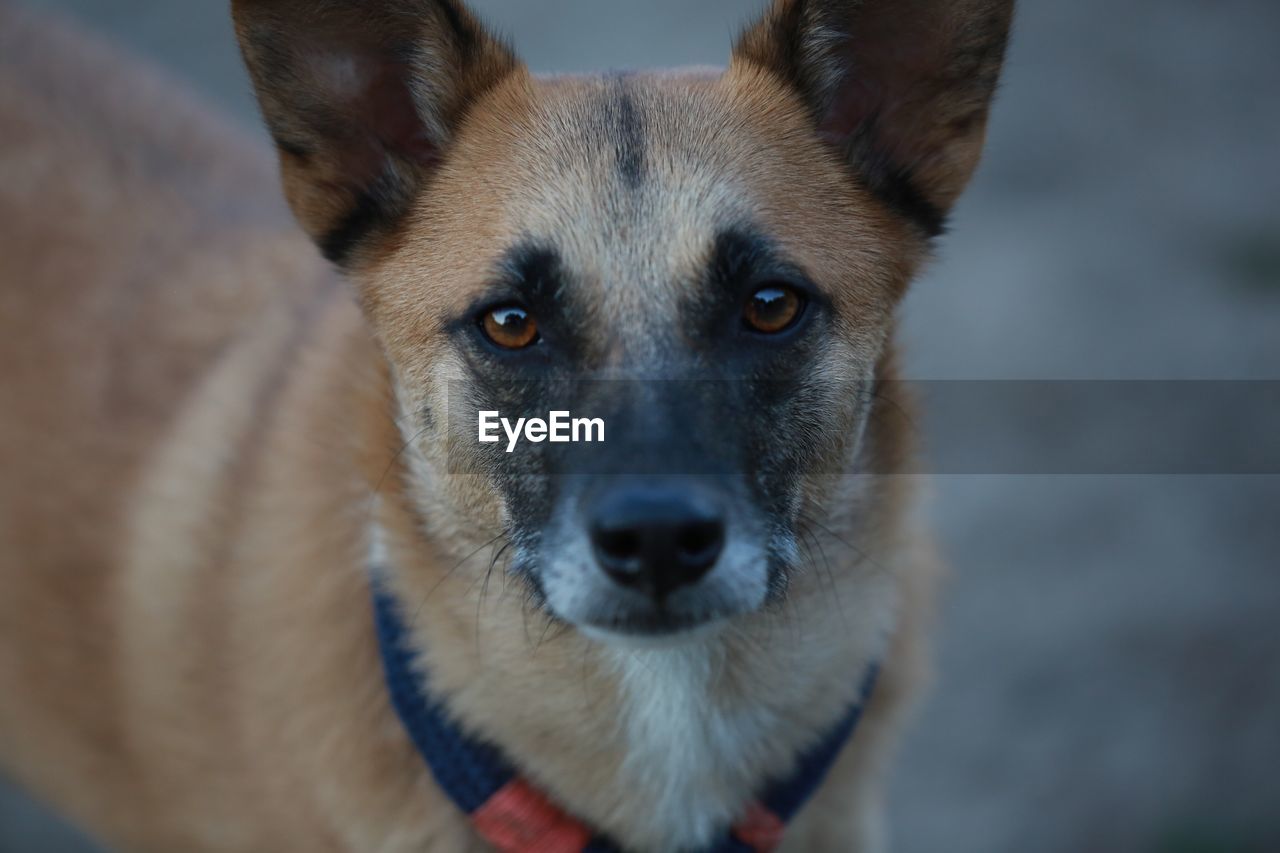 Close-up portrait of dog