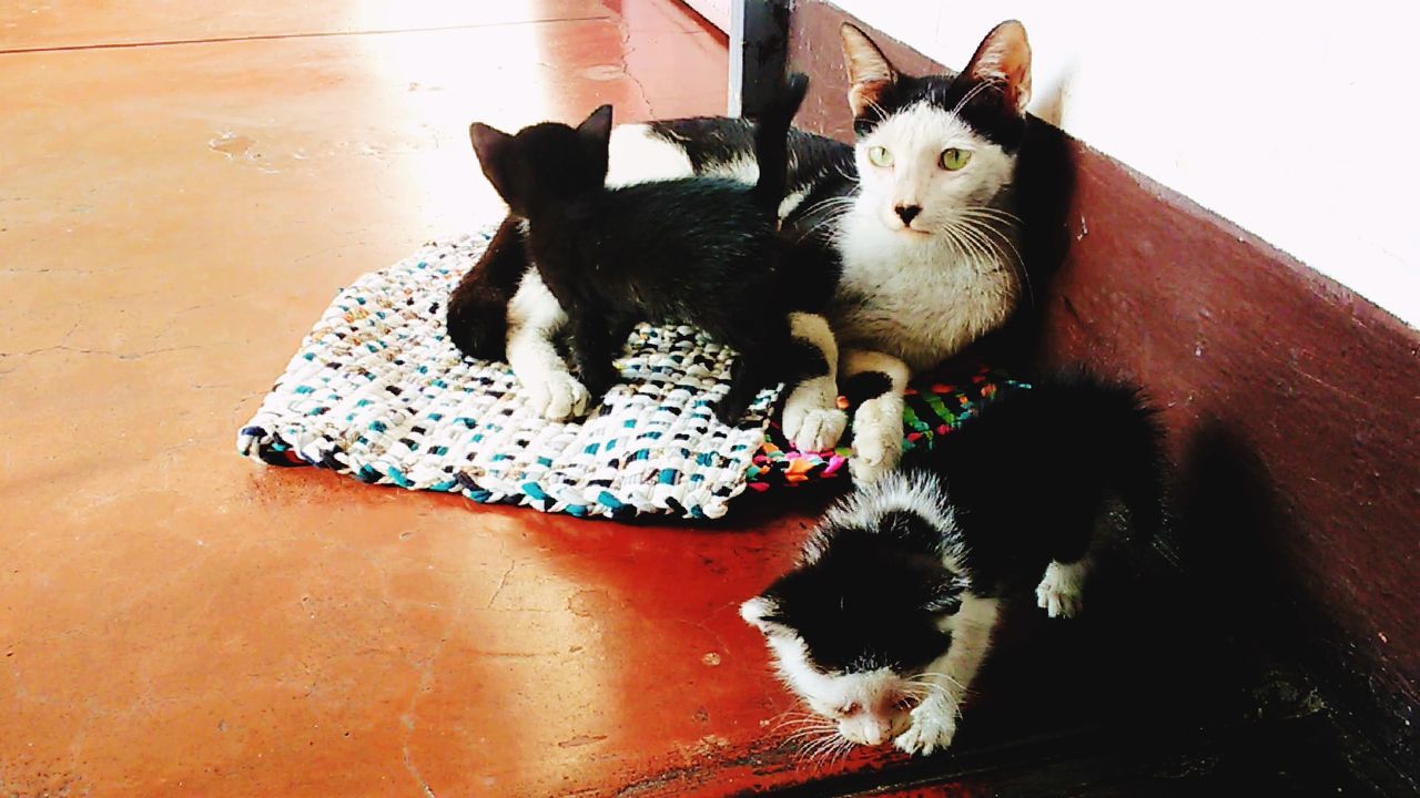 Cat with kittens on floor at home