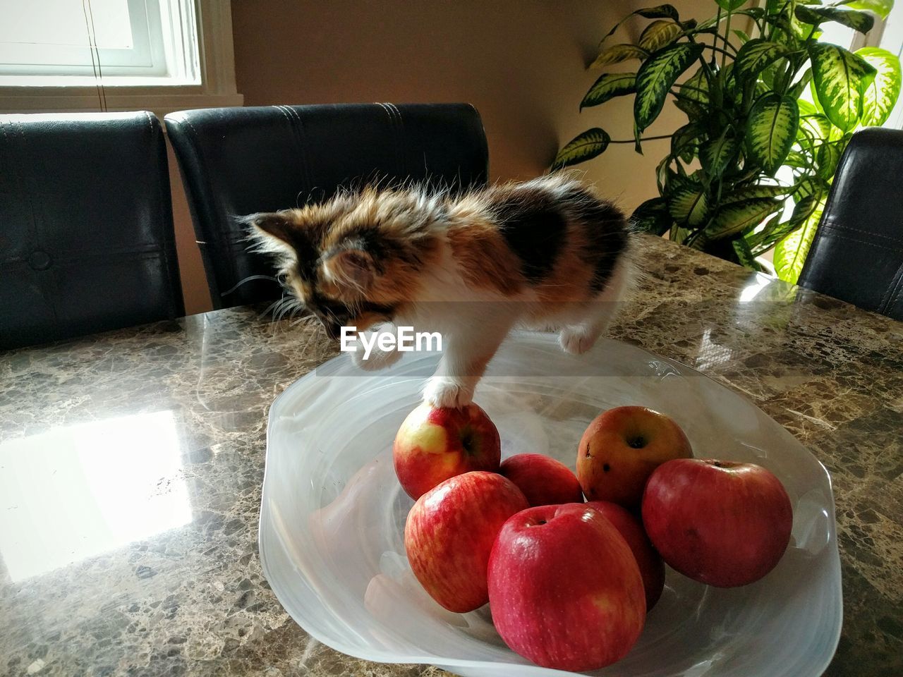 High angle view of kitten on plate with apples at table