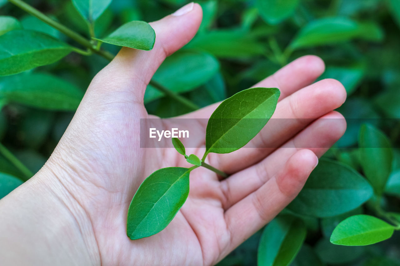 CLOSE-UP OF HAND HOLDING LEAF
