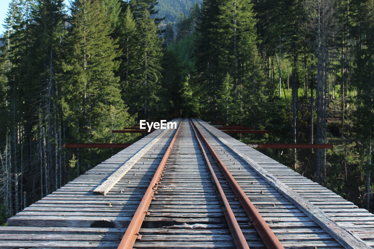 Empty railroad tracks amidst trees in forest