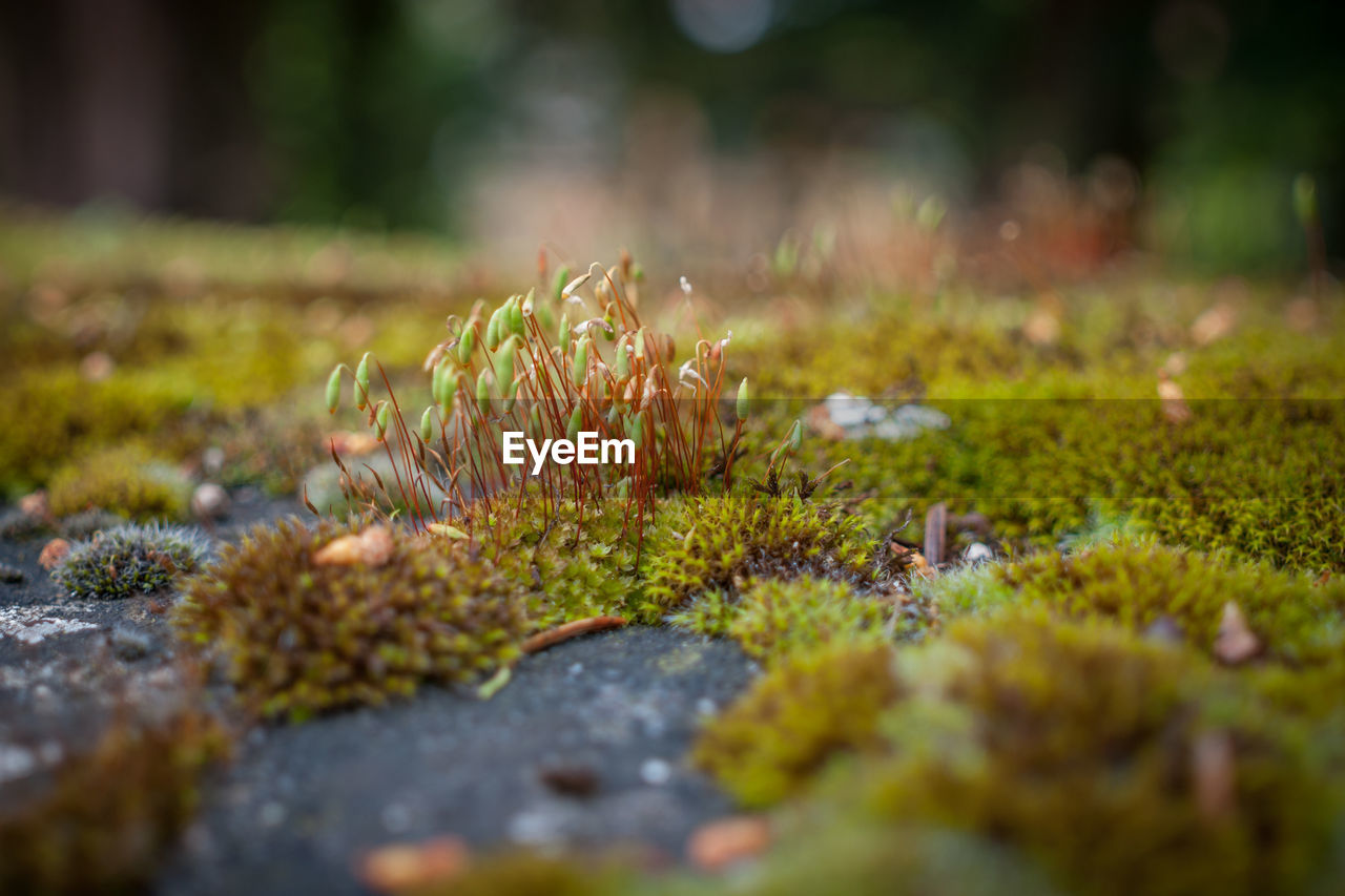 Close-up of mushroom growing on field