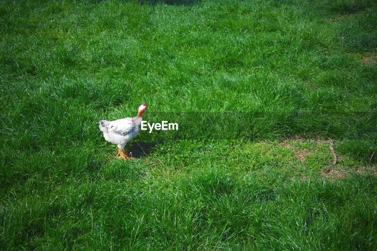 BIRD IN A FIELD