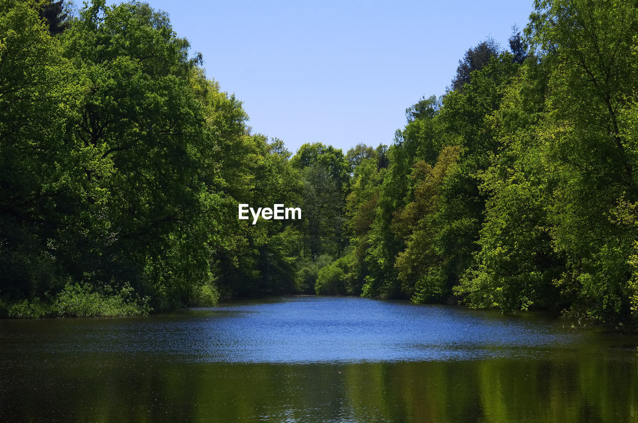 SCENIC VIEW OF RIVER AMIDST TREES AGAINST SKY