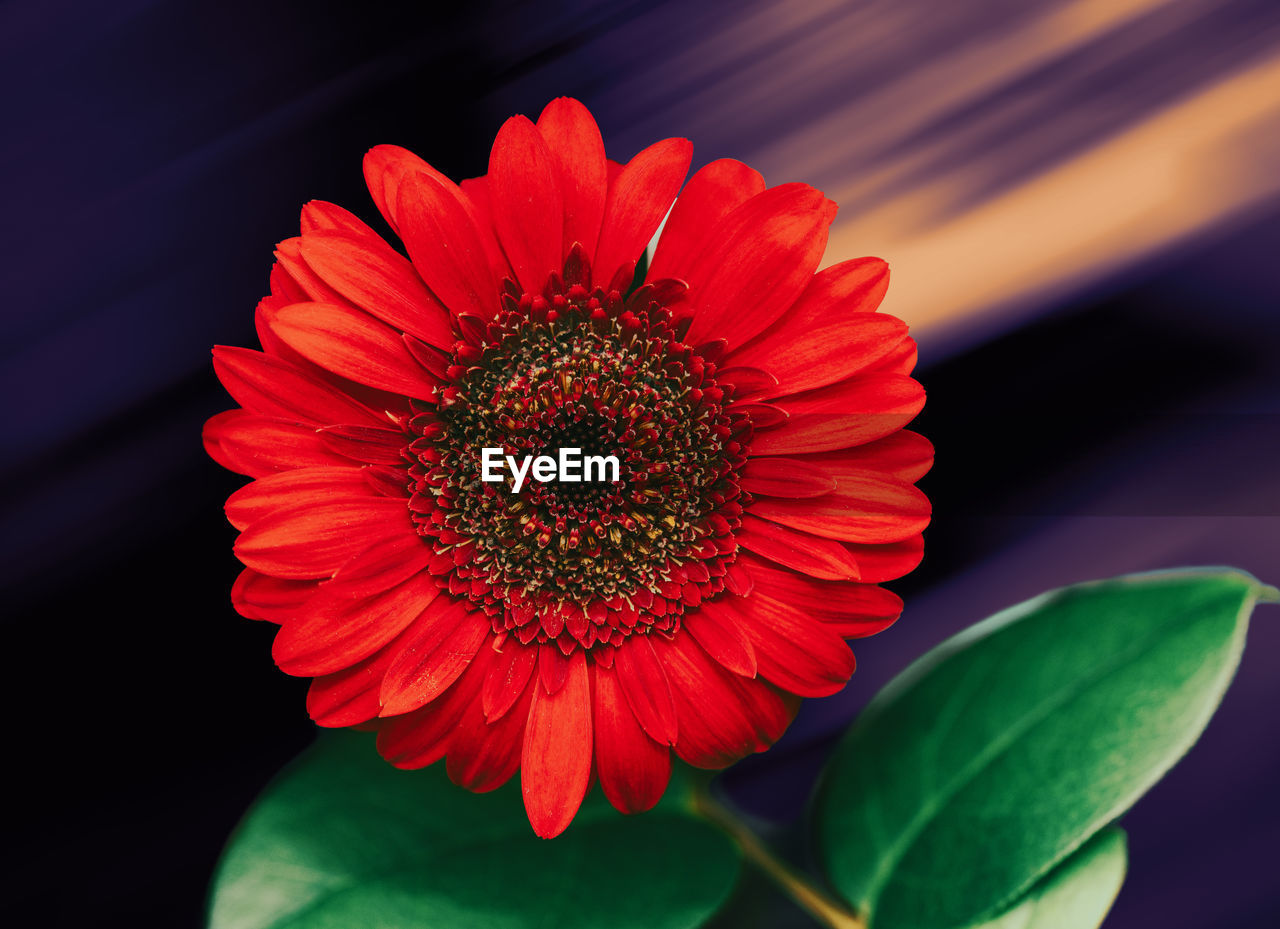 flower, flowering plant, plant, beauty in nature, freshness, flower head, petal, inflorescence, nature, close-up, macro photography, fragility, growth, red, pollen, leaf, plant part, plant stem, no people, gerbera daisy, vibrant color, daisy, botany, outdoors, blossom, multi colored, yellow, macro, focus on foreground, green, springtime