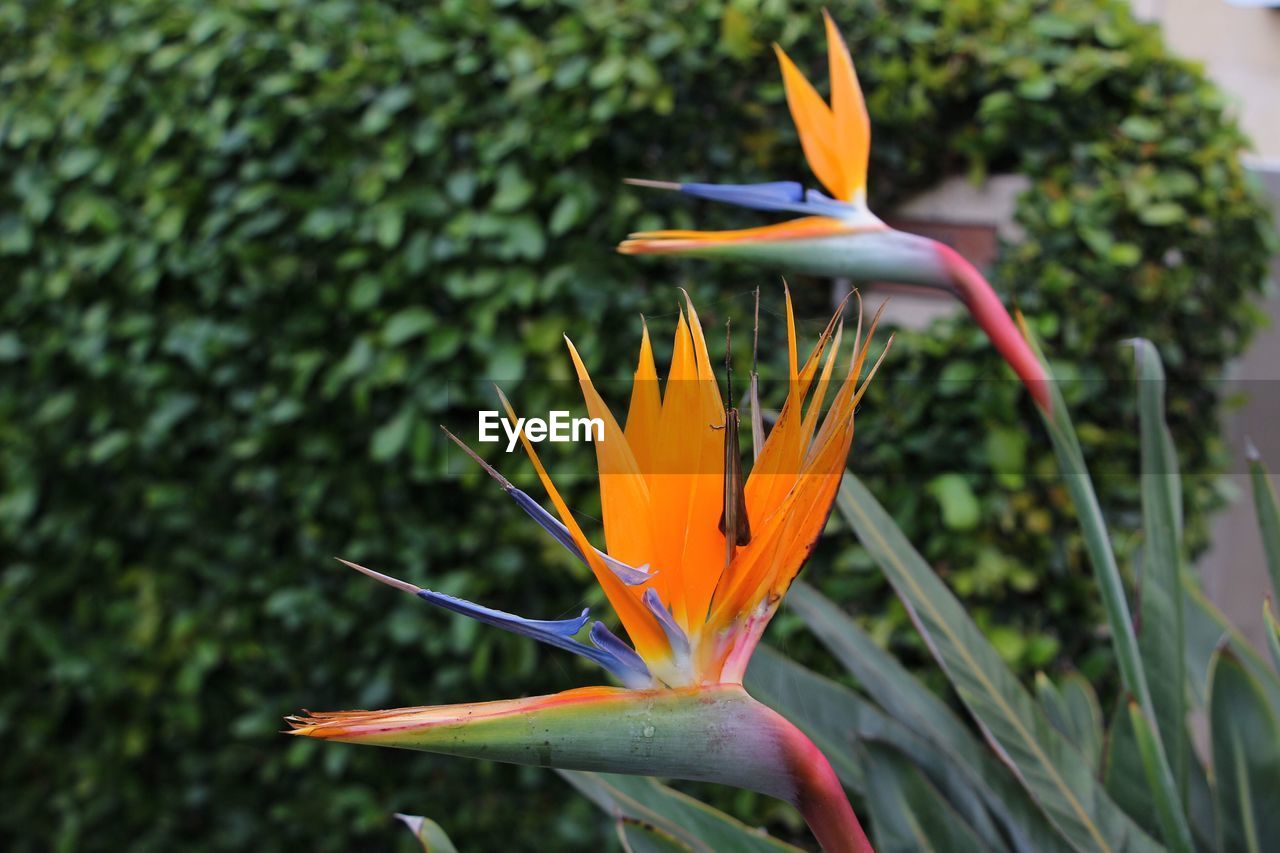 Close-up of orange flower blooming outdoors