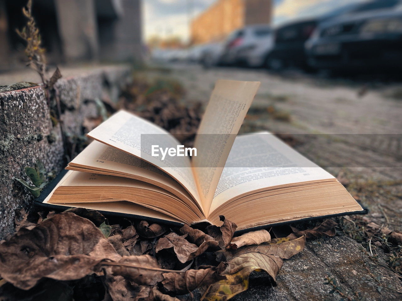 publication, book, wood, tree, education, car, open, nature, page, literature, reading, leaf, old, history, activity, architecture, paper, no people, land vehicle, the past, outdoors, brown, learning, focus on foreground