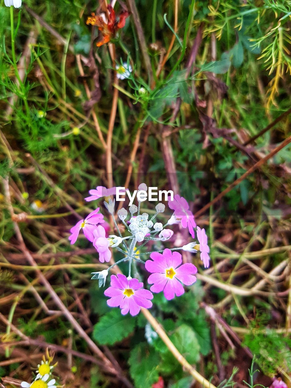 HIGH ANGLE VIEW OF PINK FLOWERING PLANTS ON FIELD