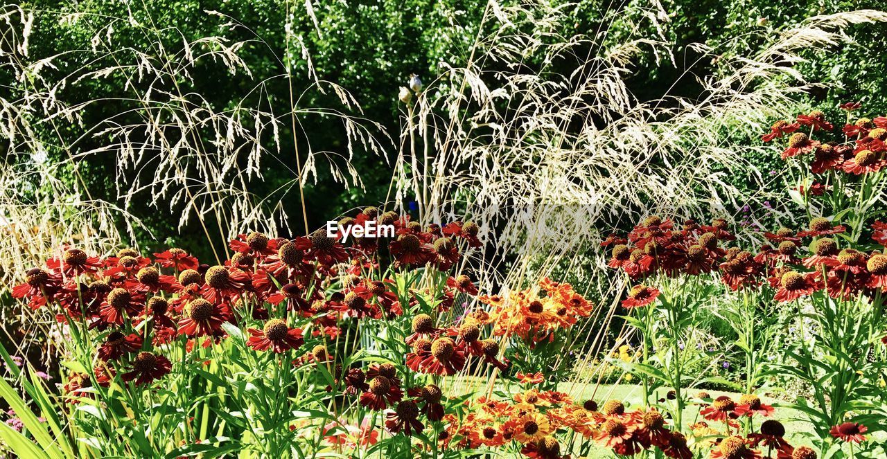 CLOSE-UP OF FLOWERS GROWING ON FIELD