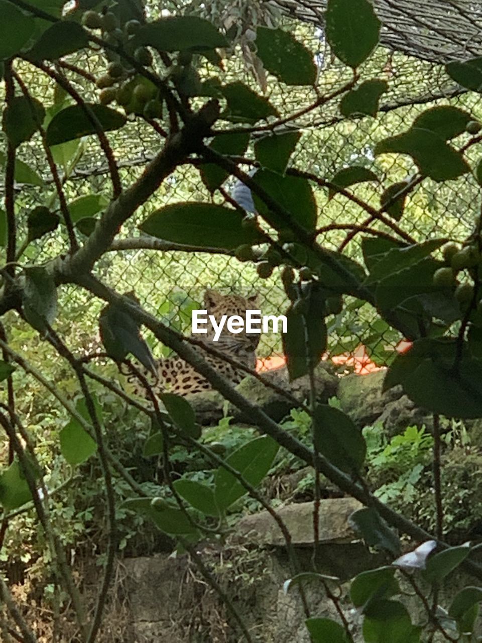 HIGH ANGLE VIEW OF A BIRD ON TREE