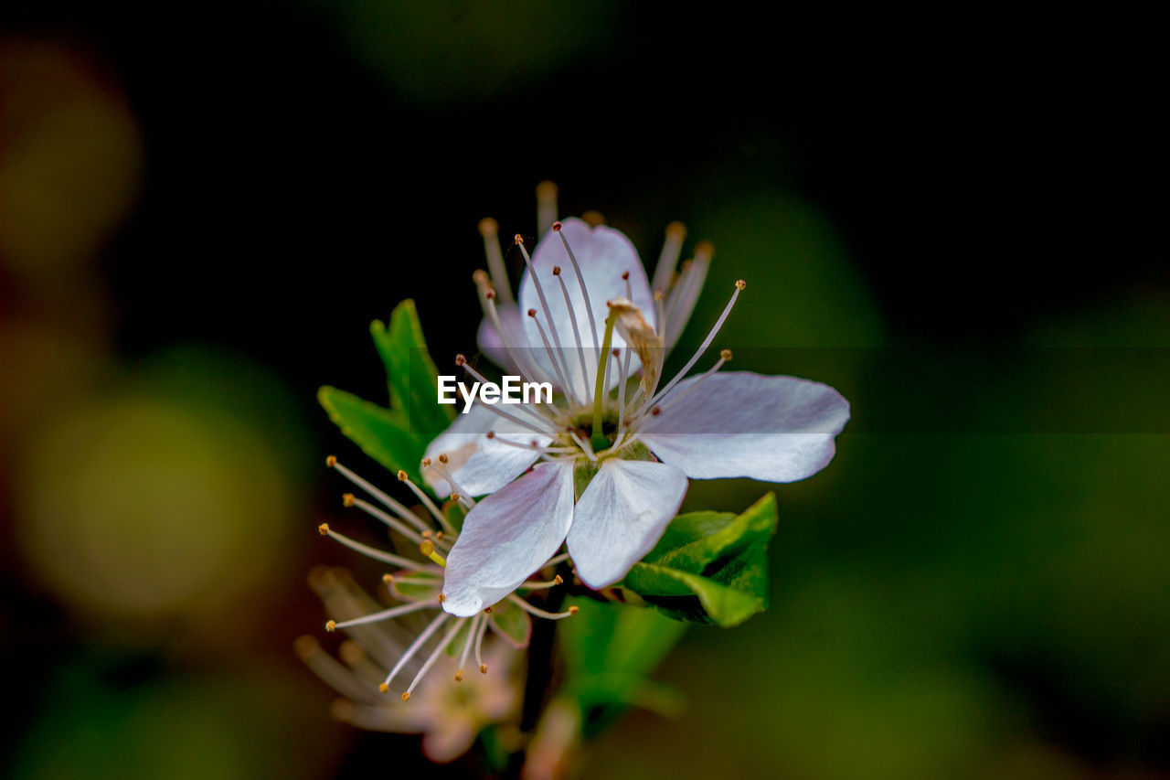 Close-up of white flower blooming in garden