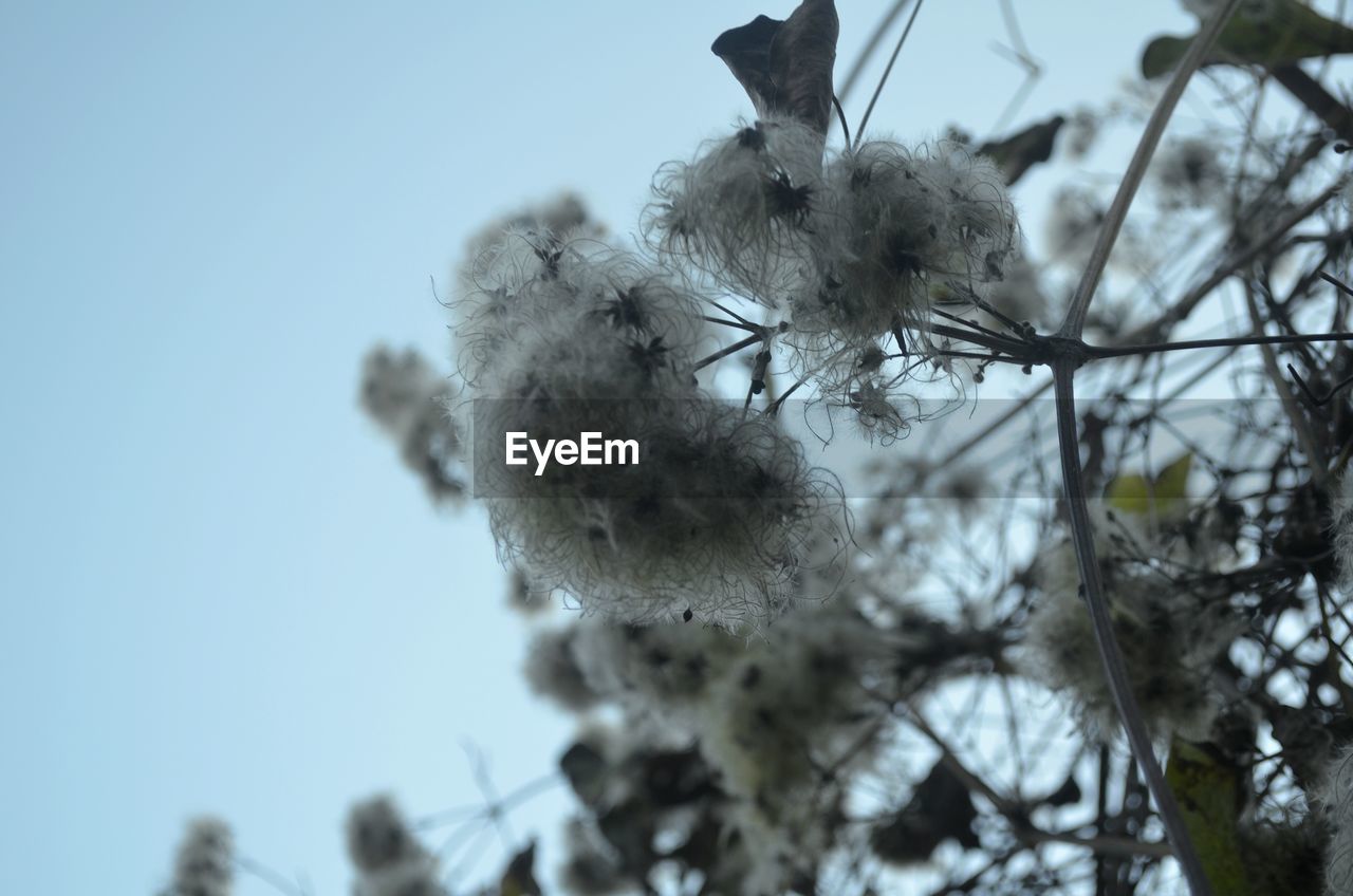 LOW ANGLE VIEW OF BRANCHES AGAINST SKY