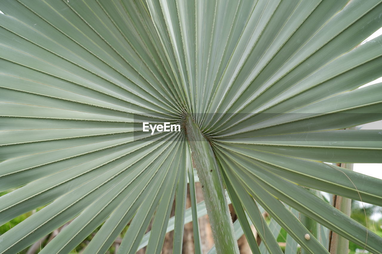 FULL FRAME OF PALM LEAVES