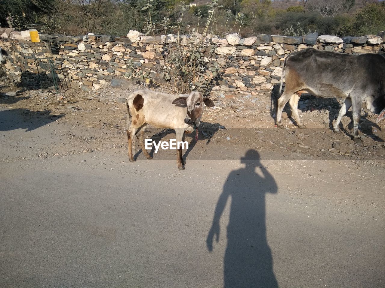 SHADOW OF HORSE STANDING OUTDOORS