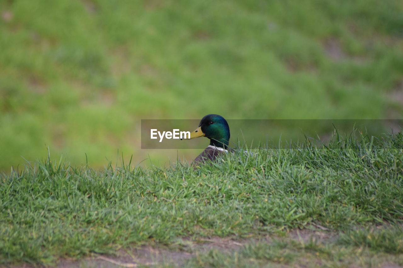Mallard duck on grassy field