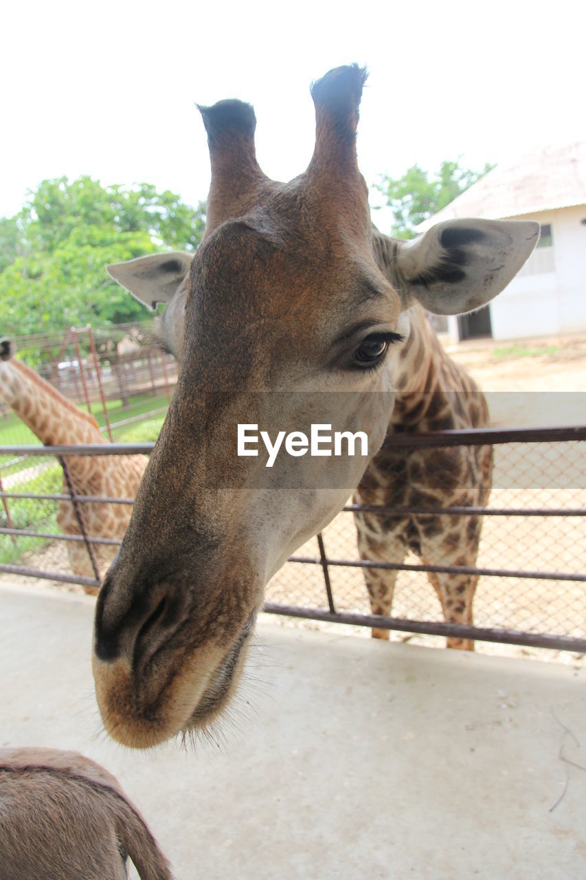 CLOSE-UP OF GIRAFFE