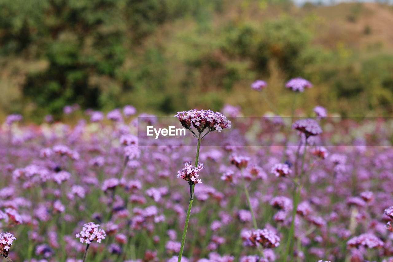 flower, flowering plant, plant, beauty in nature, freshness, nature, meadow, fragility, field, purple, growth, no people, focus on foreground, close-up, land, grass, prairie, animal wildlife, environment, pink, flower head, wildflower, outdoors, day, selective focus, botany, lavender, animal, animal themes, landscape, summer, inflorescence, food, grassland, petal, tranquility