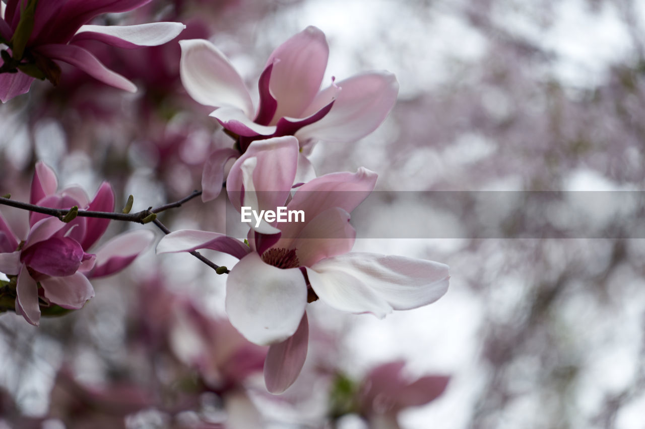 Close-up of pink flowers against blurred background