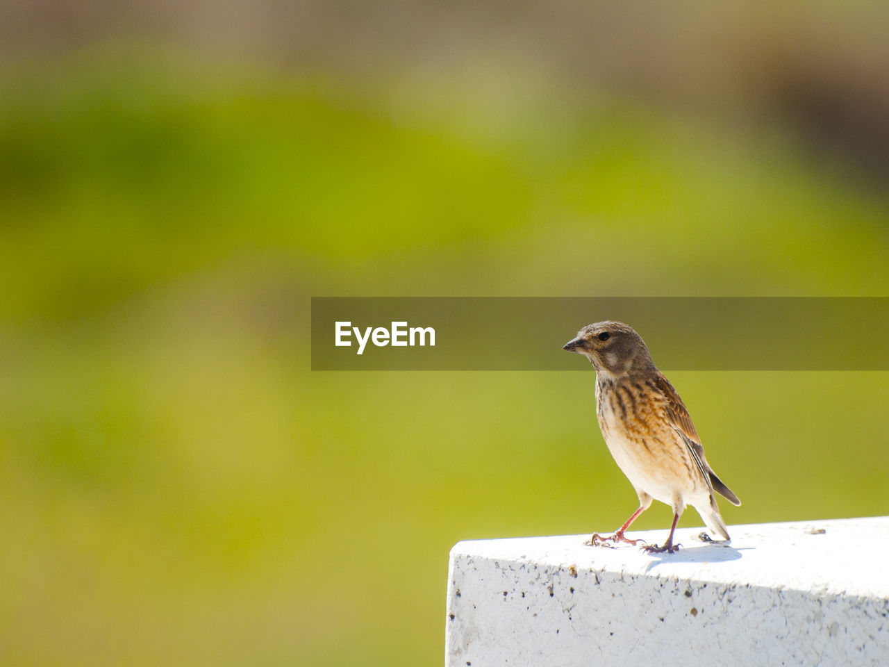 CLOSE-UP OF BIRD PERCHING ON STEM