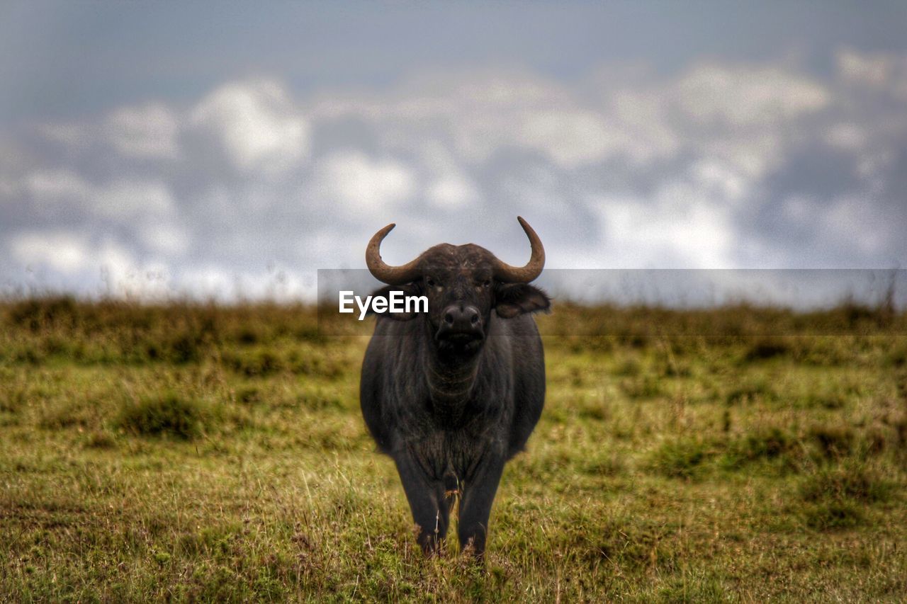 Water buffalo on grassy field