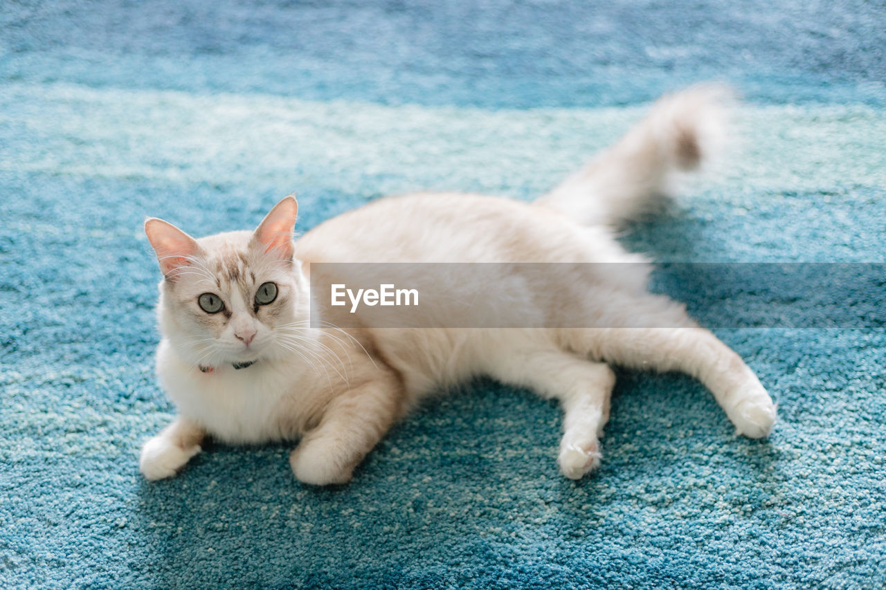 Portrait of cat sitting on carpet